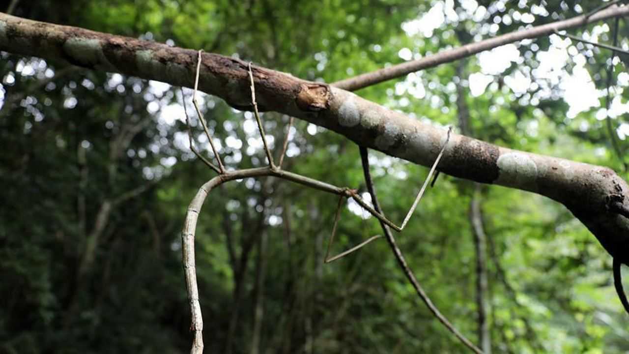 揭秘四川万源竹节虫灾情真相，传闻竟是假的！