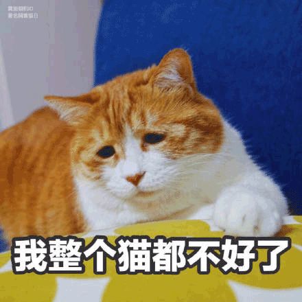 猫咪人脸表情包背后的萌宠故事与情感共鸣