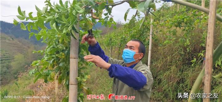 天峨县防疫检疫站发展规划出炉，筑牢防线，守护健康新篇章