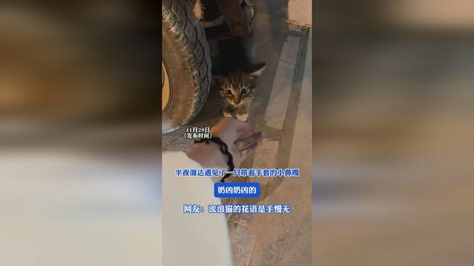 流浪猫的花语，瞬间的温暖，手慢则失