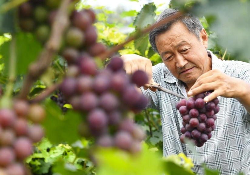 冬至时节，葡萄成熟的故事