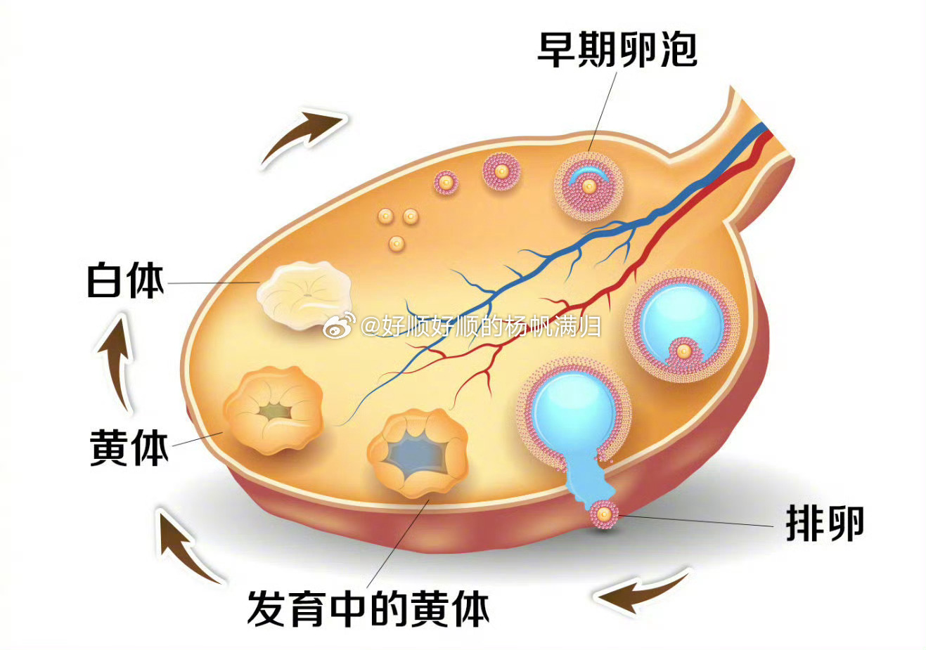 夫妻玩闹引发黄体破裂的警示与教训