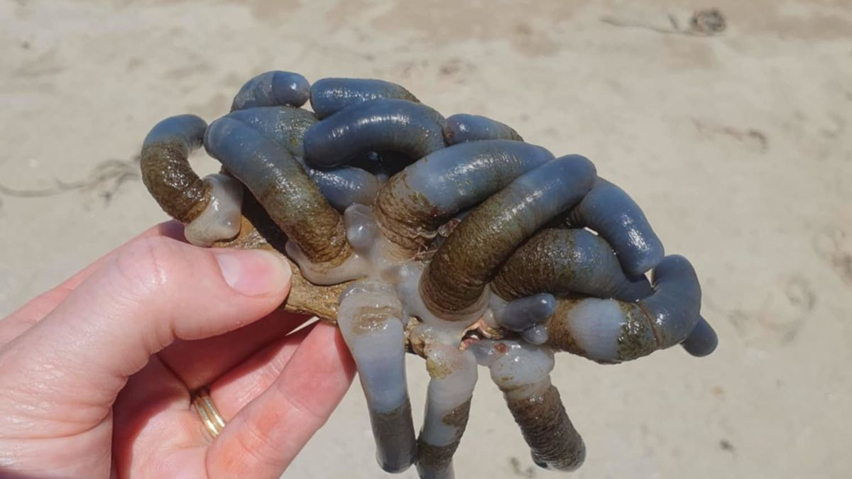 澳大利亚海滩奇遇，男孩发现神秘生物，开启探险之旅