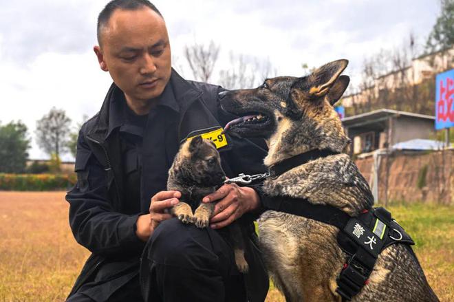 警犬幺幺零，一岁成长路上的荣耀与历程