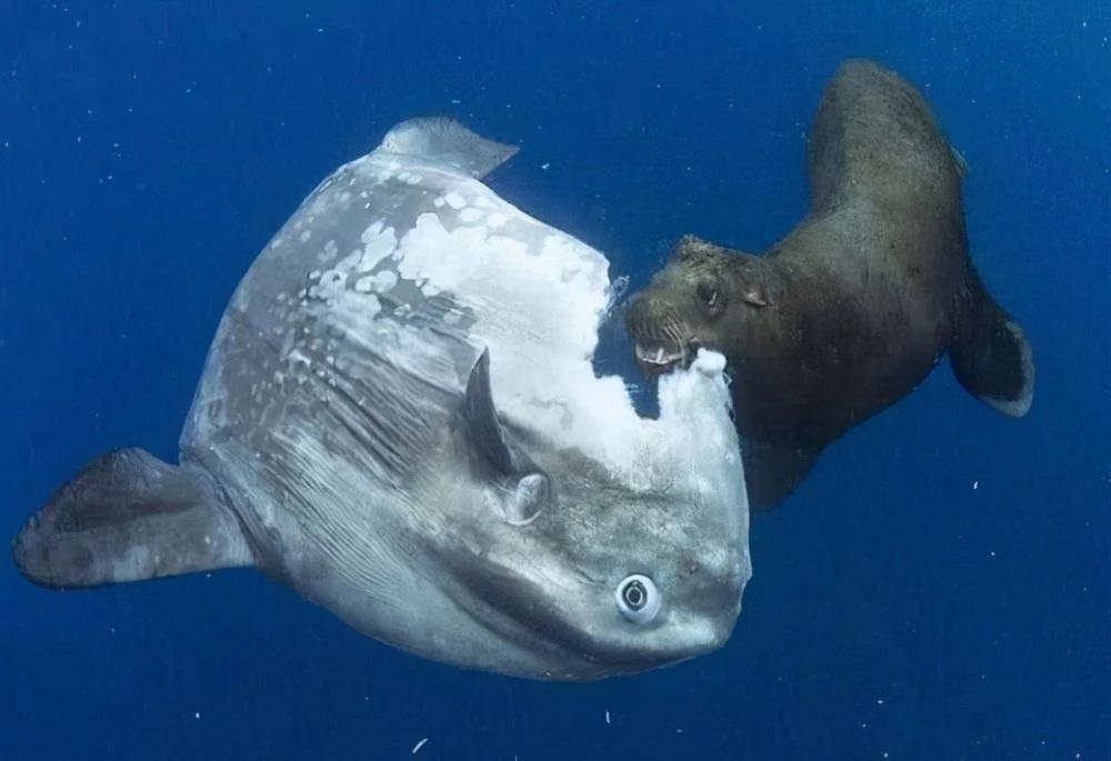 日本水族馆翻车鱼孤独自闭，海洋生物的情感世界引人深思