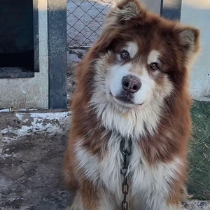 网红训犬师潘宏的棍棒教育引发争议，阿拉斯加犬艾特之死引发关于专业训练与博流量的探讨