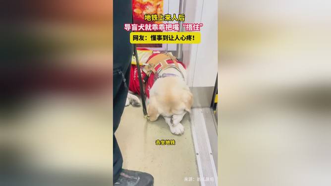 地铁上的导盲犬与主人的温馨旅程