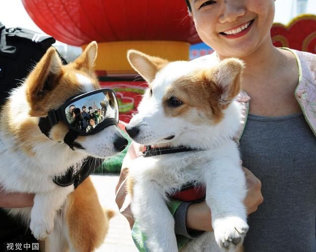 柯基警犬福仔荣膺年度逆天改命大奖