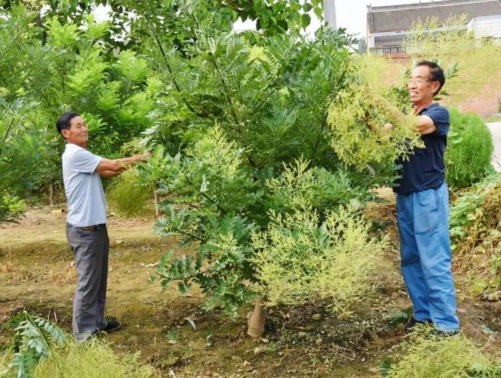 槐树乡新项目启动，乡村振兴新引擎重磅来袭