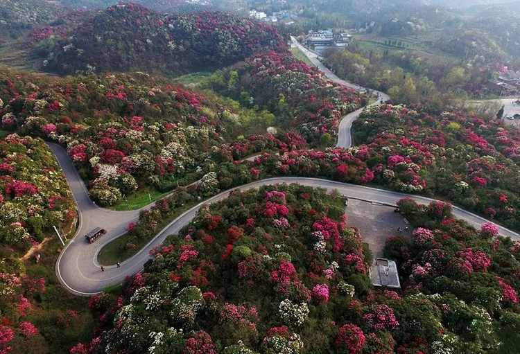 毕节市百里杜鹃景区游玩攻略大全