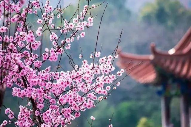 春之序曲，万物复苏与生机勃发的启幕