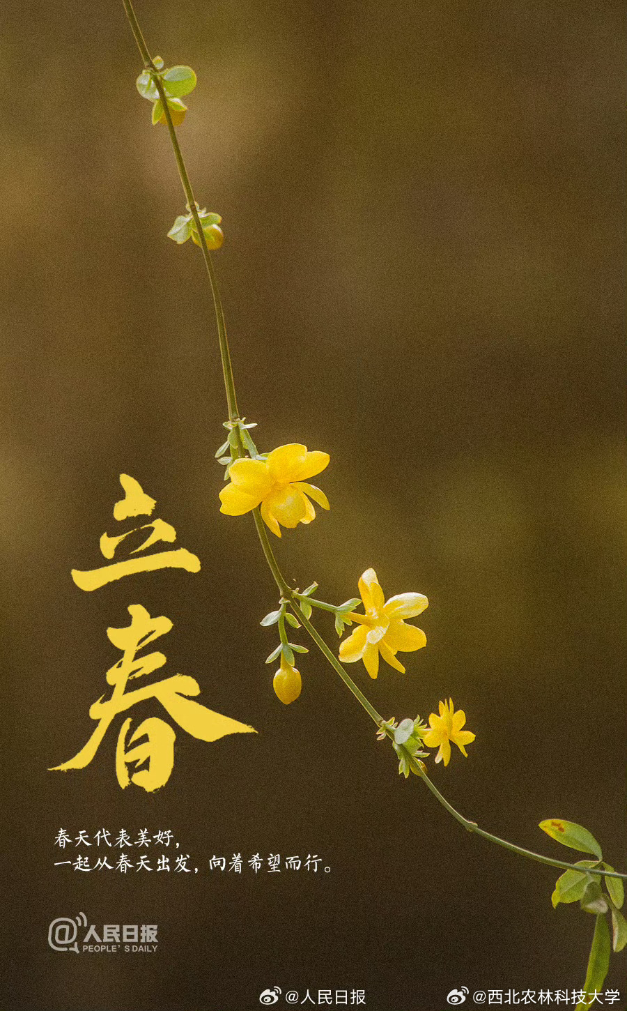 大年初六立春，传统与自然的和谐交响