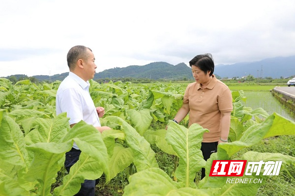 大庙口镇未来繁荣蓝图，最新发展规划揭秘