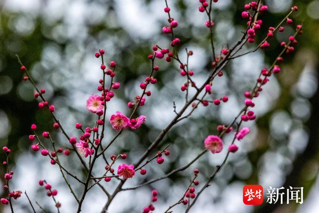 南京玄武湖六瓣梅花盛开，传奇美丽绽放