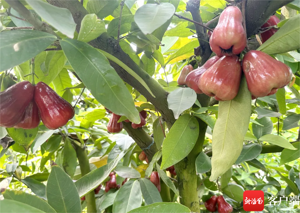 邪恶栀子花与菠萝蜜的奇异对决