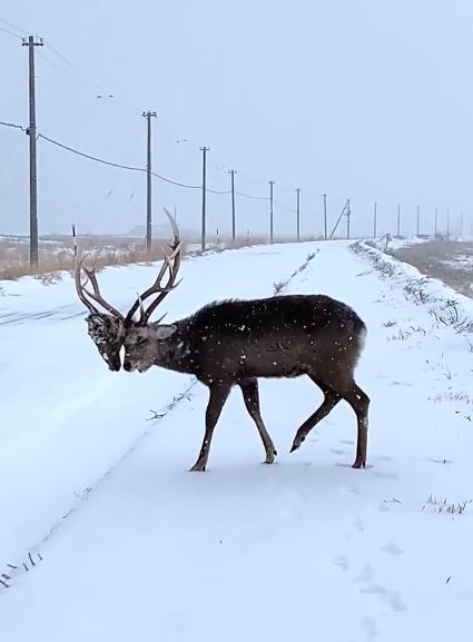 日本北海道瀑布景点附近发现尸体，悲剧背后的探索与启示