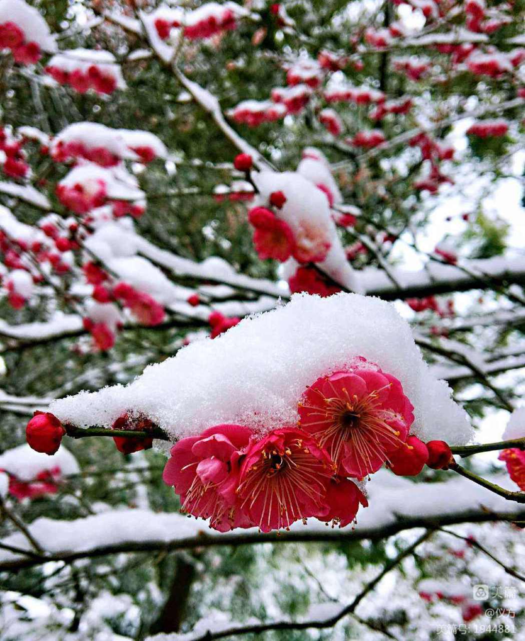 雪梅的追梦之旅，平凡中的不平凡与生活的感悟分享