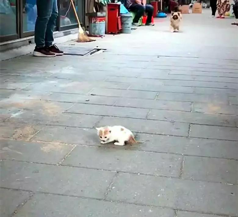 流浪猫生产后将幼崽托付店主，生命的奇迹与爱的传递