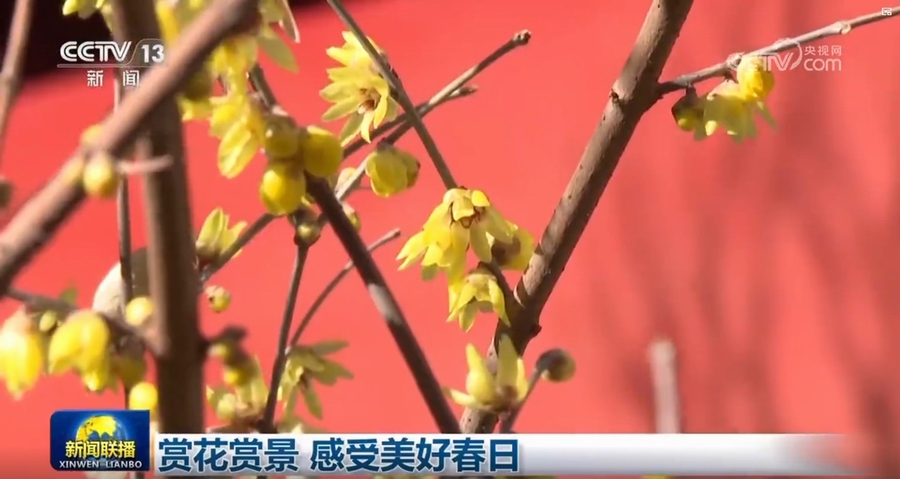 春日赏花赏景，尽享美好时光