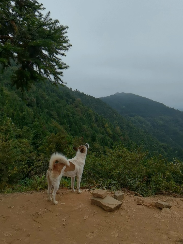 湖北狗狗山意外走红，网友惊叹自然神作，相似度极高！