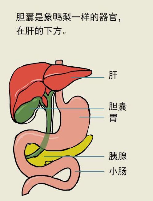 蔡明胆摘除手术背后的健康饮食警示