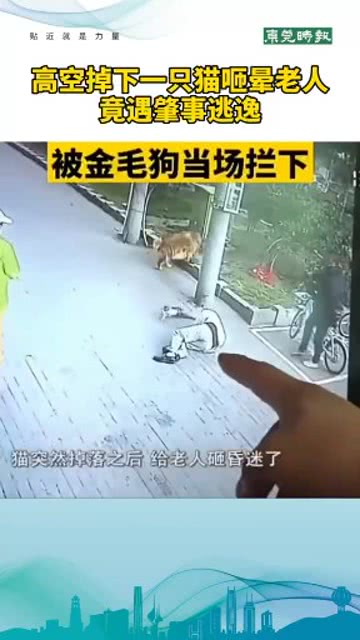 肇事逃逸者竟是猫咪？难以置信！