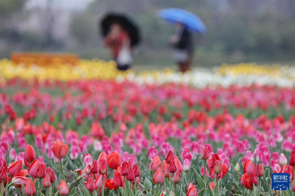 花开神州春意浓